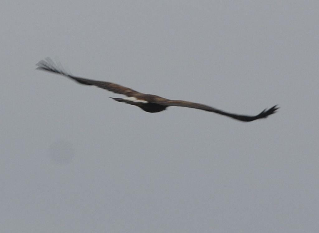 Aquila reale?